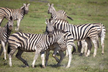 Fototapeta na wymiar Zebras playing