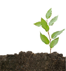 Tree shoot isolated white on  background