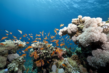 Fototapeta na wymiar ocean and coral