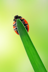 ladybug