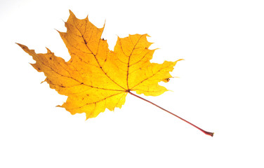Herbstblatt