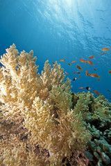 Fototapeta na wymiar ocean and coral