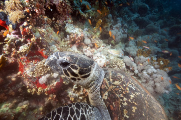 Fototapeta premium ocean and hawksbill turtle