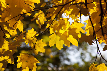 Autumn foliage