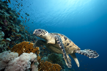 ocean and hawksbill turtle