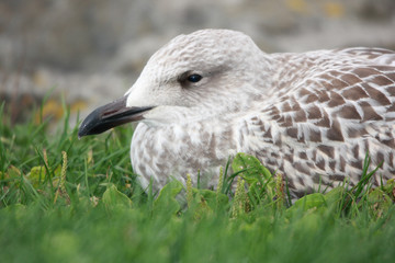 seagull portrait