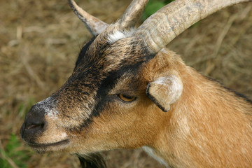 Neugierige Ziege - Portrait