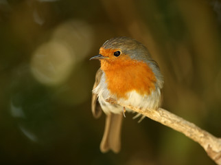 Portrait of a male Robin