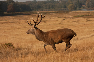 Naklejka na ściany i meble Running Deer, with Antlers