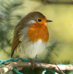 Portrait of a male Robin