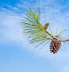 Pine branch with cone on sky background