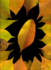 multicolored autumn leaves