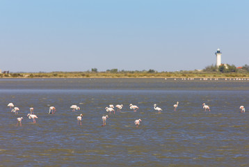 flamingos, Parc Regional de Camargue, Provence, France