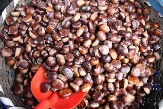 Chestnut
