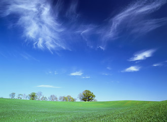 Green Field, grass and blue sky, cloudscape.