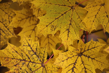 Herbst
