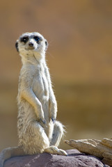 Alert Meerkat
