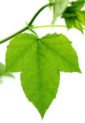 liane verte passiflore grenadille fond blanc