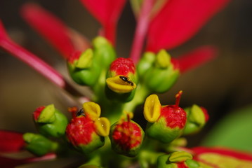 Ant on exotic colorful plant