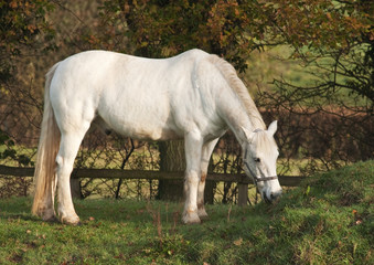Obraz na płótnie Canvas White horse grazing in early morning light