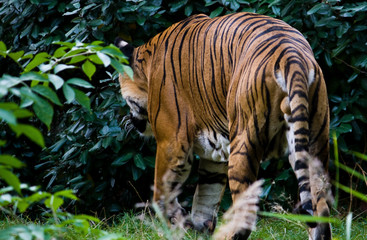 Tigre bengala, tiger