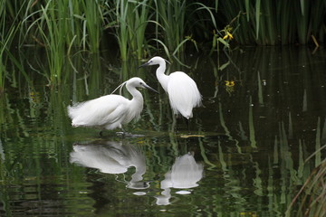 Seidenreiher