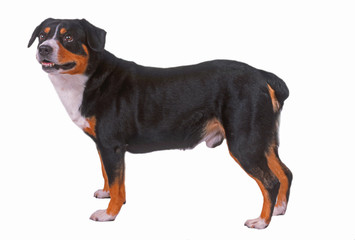 bouvier de l'entlechuch de profil bouche entr'ouverte © Callalloo Twisty