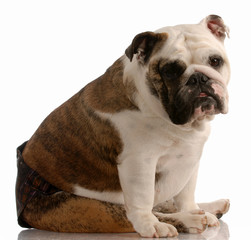 bulldog wearing hot pants because she is in season or heat