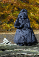 black american cocker spaniel portrait in autumn setting -