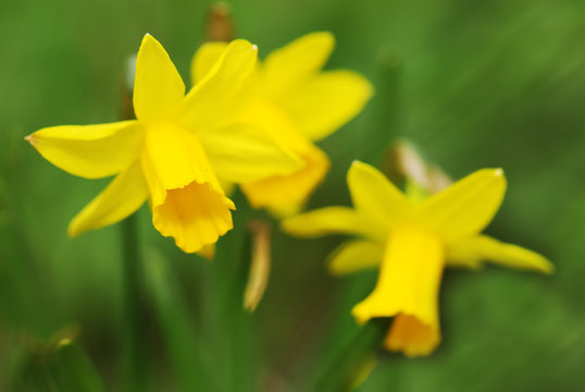 Easter daffodils background with shallow depth of field