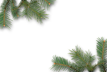 branch of fir-tree with a cone