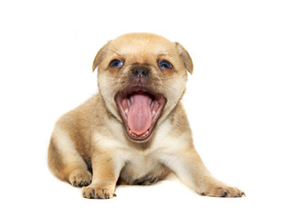 Chihuahua dog on white background