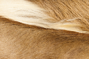 fur textures