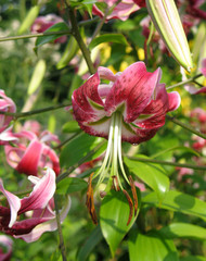 Hybrid lily