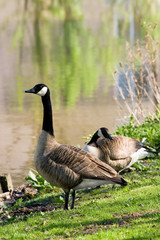 Couple of Canada- or Canadian geese at the waterside - 18367890