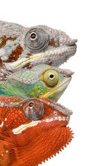 Close-up of colorful Chameleon in front of white background © Eric Isselée