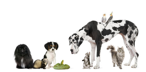 Group of pets in front of white background, studio shot
