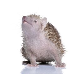 Portrait of Lesser Hedgehog Tenrec in front of white background