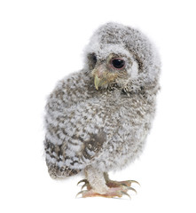 Baby Little Owl, 4 weeks old, in front of a white background