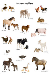 Naklejka premium educational poster with farm animal in German