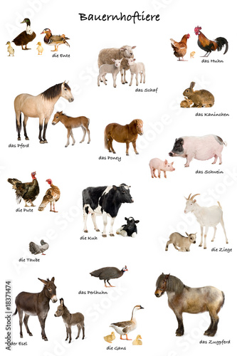 3 to 5 minute speech on animal testing 3 to 5 minute speech on animal testing