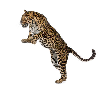 Leopard, Panthera pardus, in front of white background