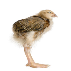 Baby chicken with long legs in front of white background