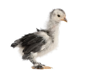 The Pekin is a breed of bantam chicken against white background