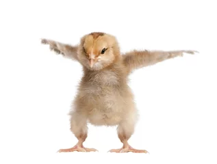 Fototapete Hähnchen Araucana Chicken, 8 Tage alt, vor weißem Hintergrund