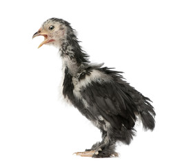 The Pekin is a breed of bantam chicken against white background