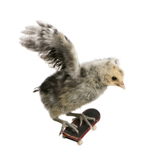 Baby chicken on skateboard in front of white background