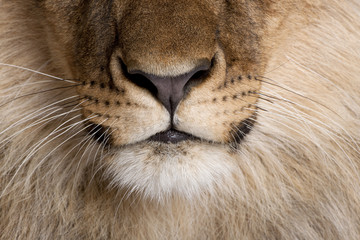 Close-up of lion's nose and whiskers, Panthera leo.