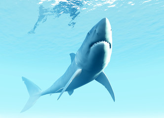 Undersea Shark