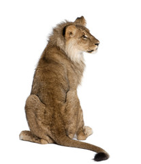 Naklejka premium Lion - Panthera leo, sitting in front of a white background